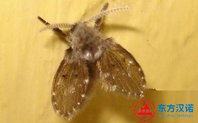 【专业杀虫公司】东方汉诺&mdash;北京快讯