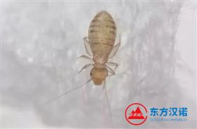 【北京专业灭虫公司】东方汉诺—北京快讯