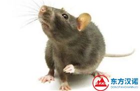 【灭老鼠公司】东方汉诺&mdash;北京快讯