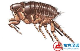 【灭跳蚤公司】东方汉诺&mdash;北京快讯