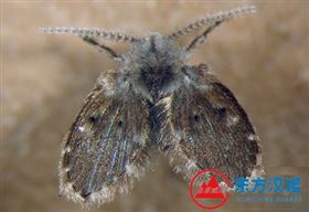 【北京专业除虫公司】东方汉诺—北京快讯