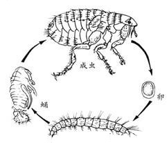 蚤类的危害与防 制