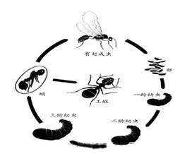 蚂 蚁的防 制