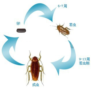 蟑螂的危害