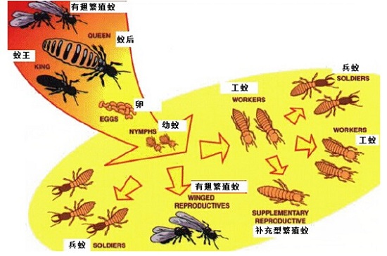 【灭白蚁公司】东方汉诺—北京快讯