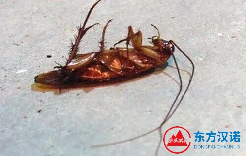 北京家庭灭蟑螂，常遇到的22个问题都列出来了！-东方汉诺-北京快讯