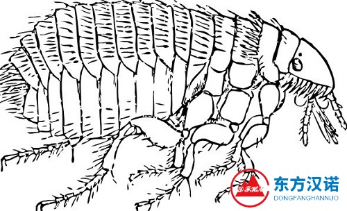 【家里有跳蚤怎么办】东方汉诺—北京快讯
