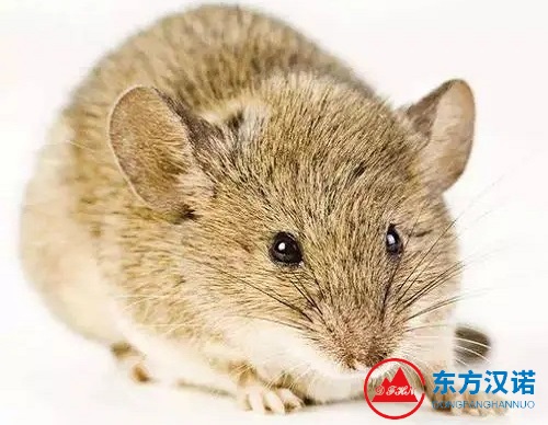 【灭鼠公司】东方汉诺—北京快讯