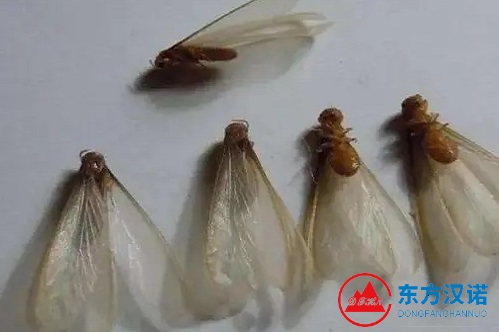 关于白蚁分飞和白蚁防治，看这篇文章就够了！-东方汉诺-北京快讯