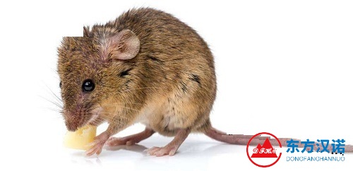 老鼠名片：黄胸鼠——老鼠中的“空中飞鼠”
