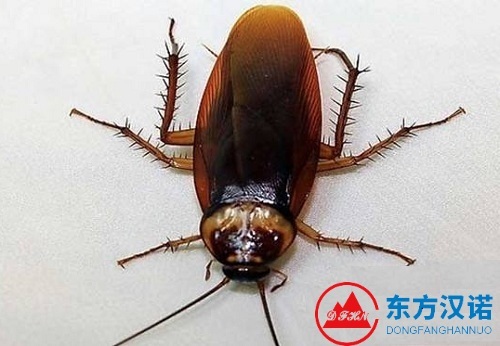 【蟑螂名片】澳洲大蠊——热带蟑螂更喜热