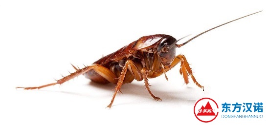 蟑螂喜欢藏在家里的什么地方，怎么消灭它们？-东方汉诺-北京快讯
