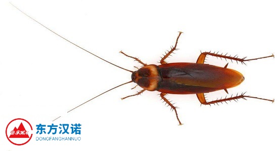 【杀蟑螂公司提醒，家庭灭蟑螂要注意这9点！—北京专业杀蟑螂消毒公司东方汉诺】