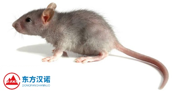 【专业灭老鼠公司】东方汉诺—北京快讯