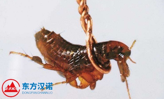 【跳蚤怎么消灭，灭跳蚤公司分享6个除灭跳蚤的有效方法—北京专业灭跳蚤公司东方汉诺】