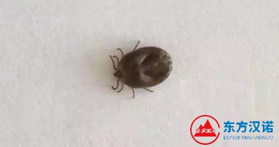 【灭虫公司】东方汉诺—北京快讯
