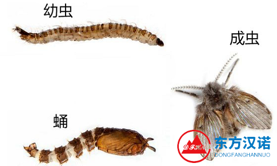 【专业杀虫公司】东方汉诺—北京快讯