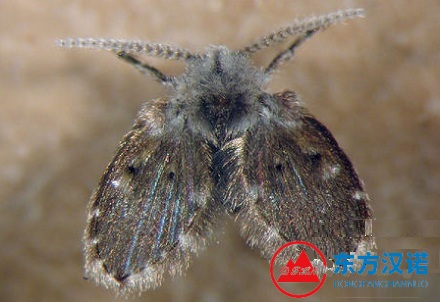 家里常见的3种滋扰性害虫，看看你家有吗？-东方汉诺-北京快讯
