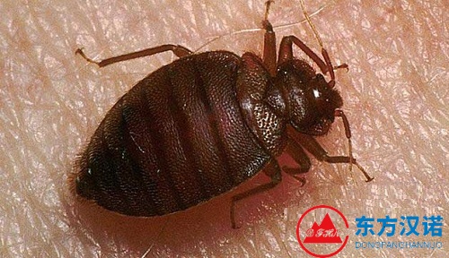 【家里有臭虫怎么办，室内臭虫怎么消灭】东方汉诺—北京快讯
