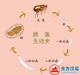 【灭虫公司】东方汉诺—北京快讯