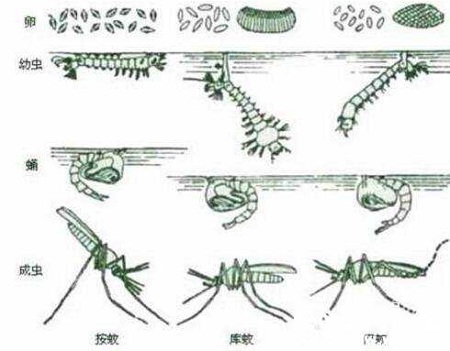 【消杀公司】东方汉诺—北京快讯