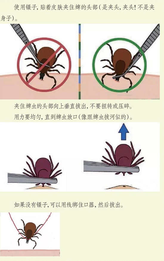 【北京专业灭虫公司】东方汉诺—北京快讯