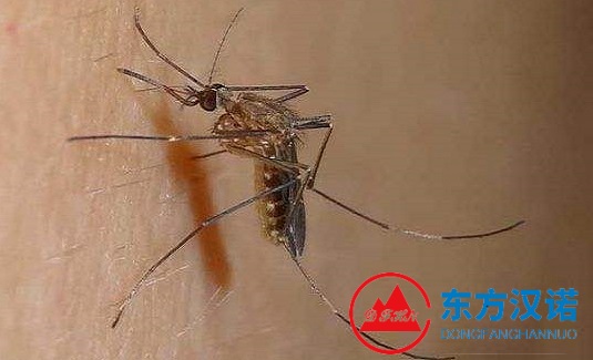 蚊子选秀，为什么它偏爱穿黑色衣服的人？