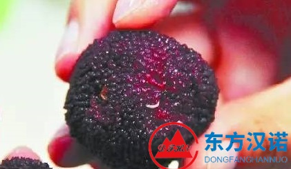 水果伴侣——果蝇是专吃水果的苍蝇吗？-东方汉诺-北京快讯