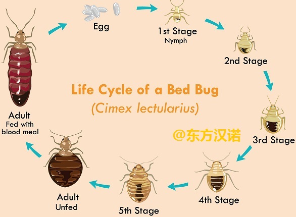 【北京专业除臭虫公司】东方汉诺—北京快讯