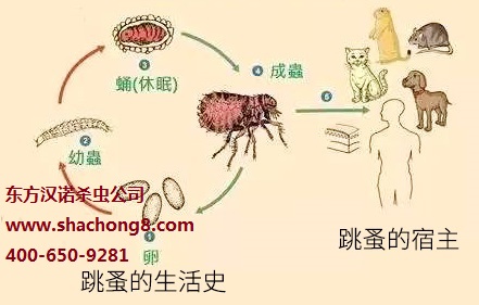 【家里有跳蚤怎么办？室内灭跳蚤你可以这样做！—北京专业灭跳蚤公司东方汉诺】