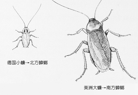 【杀蟑螂公司】东方汉诺—北京快讯