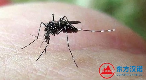 白纹伊蚊——蚊子界的“白天吸血王”