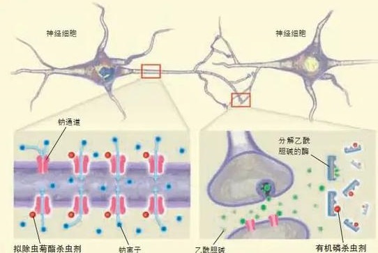 杀虫剂是如何灭虫的？人或宠物吸入杀虫剂是否安全？-东方汉诺-北京快讯