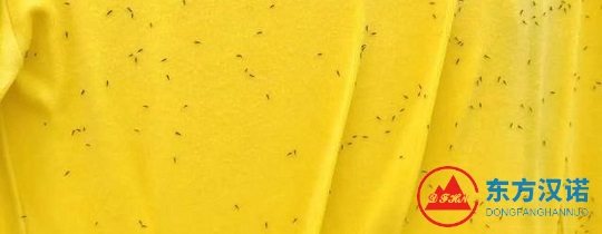 黄色衣服招的虫子叫什么？那些黑色的绿色的小飞虫……-东方汉诺-北京快讯