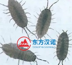【杀虫公司】东方汉诺—北京快讯
