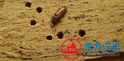 木蠹虫|木头虫子|木头蛀虫（图片）
