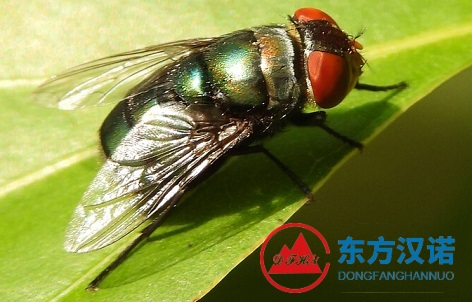 【北京专业除苍蝇公司】东方汉诺—北京快讯