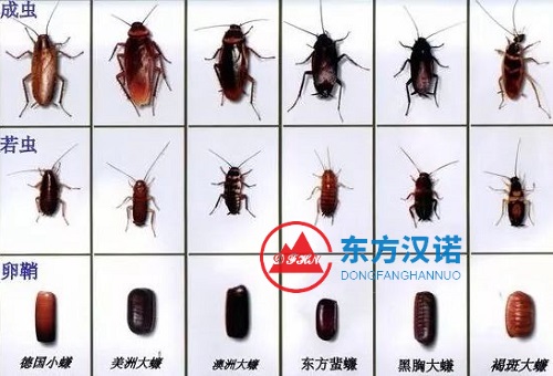 蟑螂若虫（幼崽）黑色的吗？它长什么样子（图片）？-东方汉诺-北京快讯