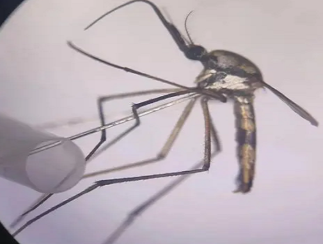 华丽巨蚊——蚊子界的“巨无霸”，只吃素不吸血！