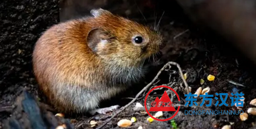 【科普】褐家鼠 Rattus norvegicus|老鼠