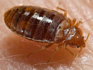 臭虫 Bedbug